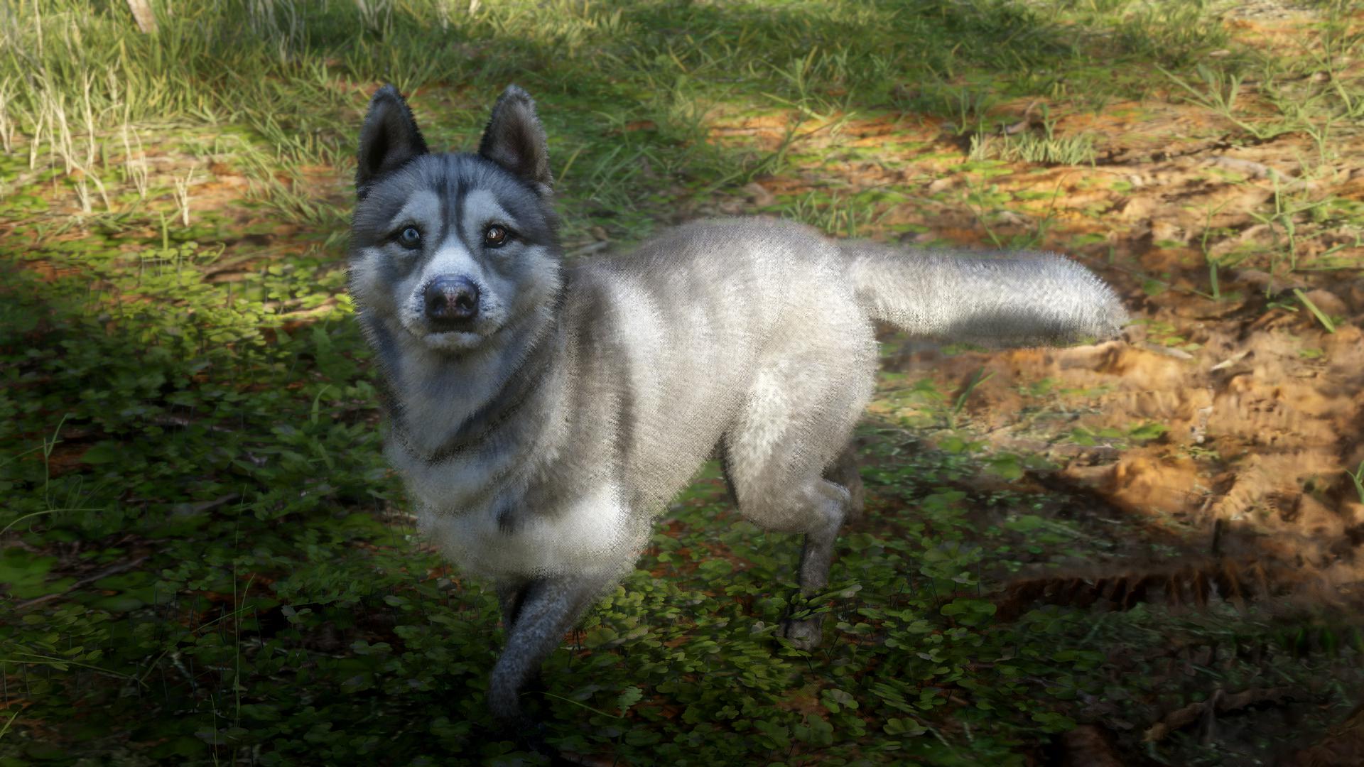 Twitter 上的slatz 7 Siberian Husky Rdr2 Rockstargames T Co O7ekrhlnnc Twitter