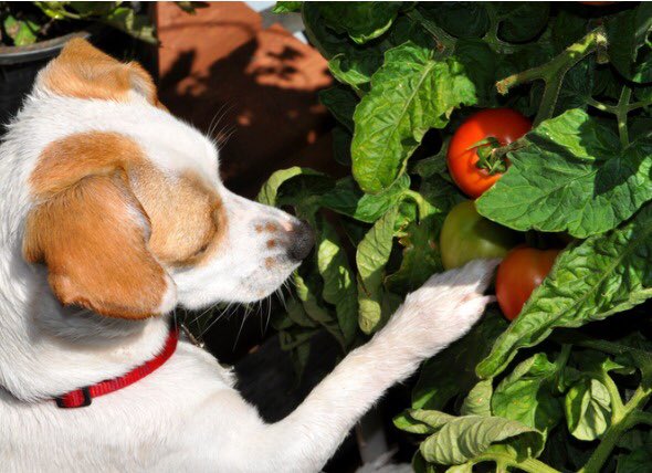 day 44 of jonny as puppies (thought this was appropriate) 