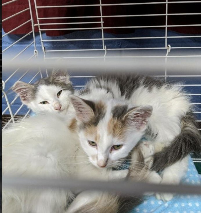 Meet Hansel and Gretel! This brother and sister are looking for a home together. They are very affectionate and love playing together. They have a birthdate of May 7, 2020, have been vet checked, fixed and are up to date on shots. We are asking a donation of $70 cash for both💞