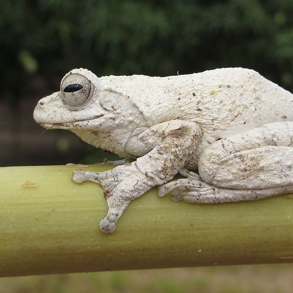 African Gray Treefrog (Chiromantis xerampelina) ©Ton Rulkens