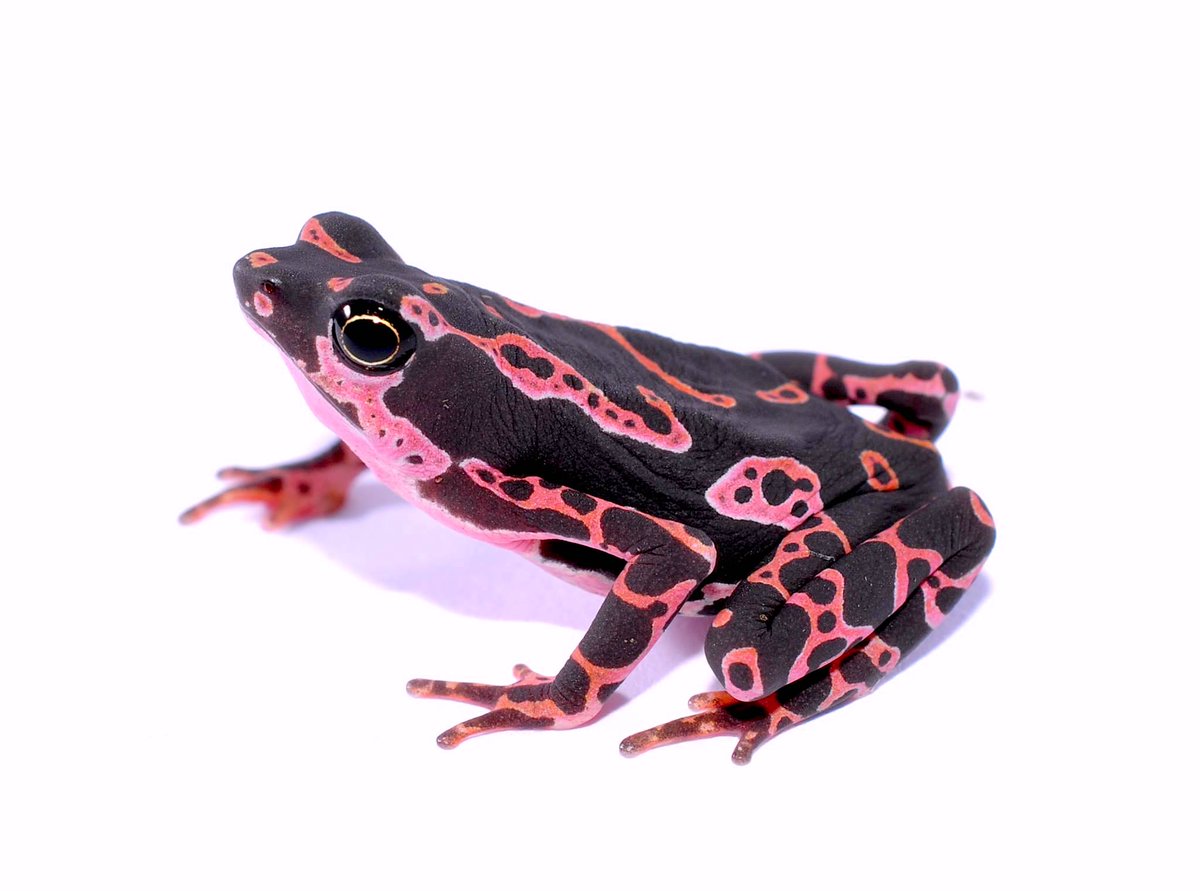 Harlequin Toad (Atelopus cf. hoogmoedi)  @RoesslerDaniela