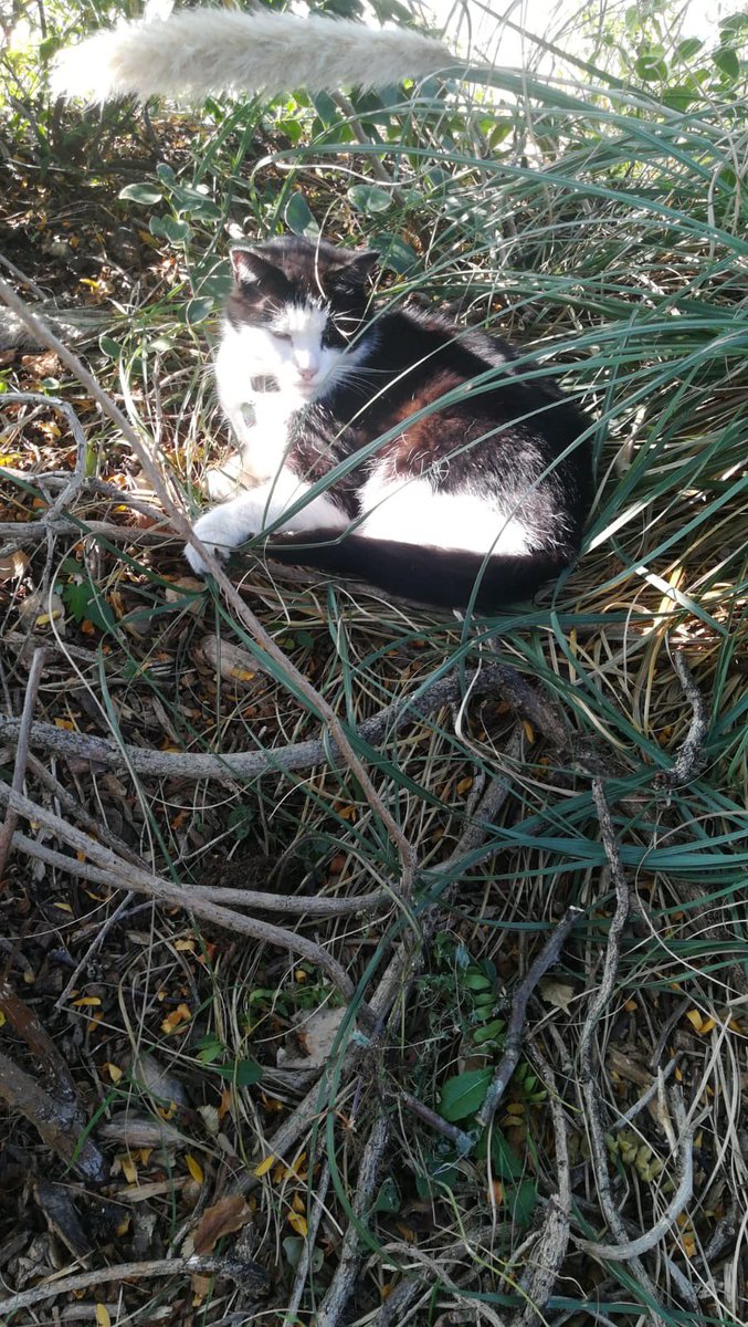 Sunnyside Gardens UK tweet media