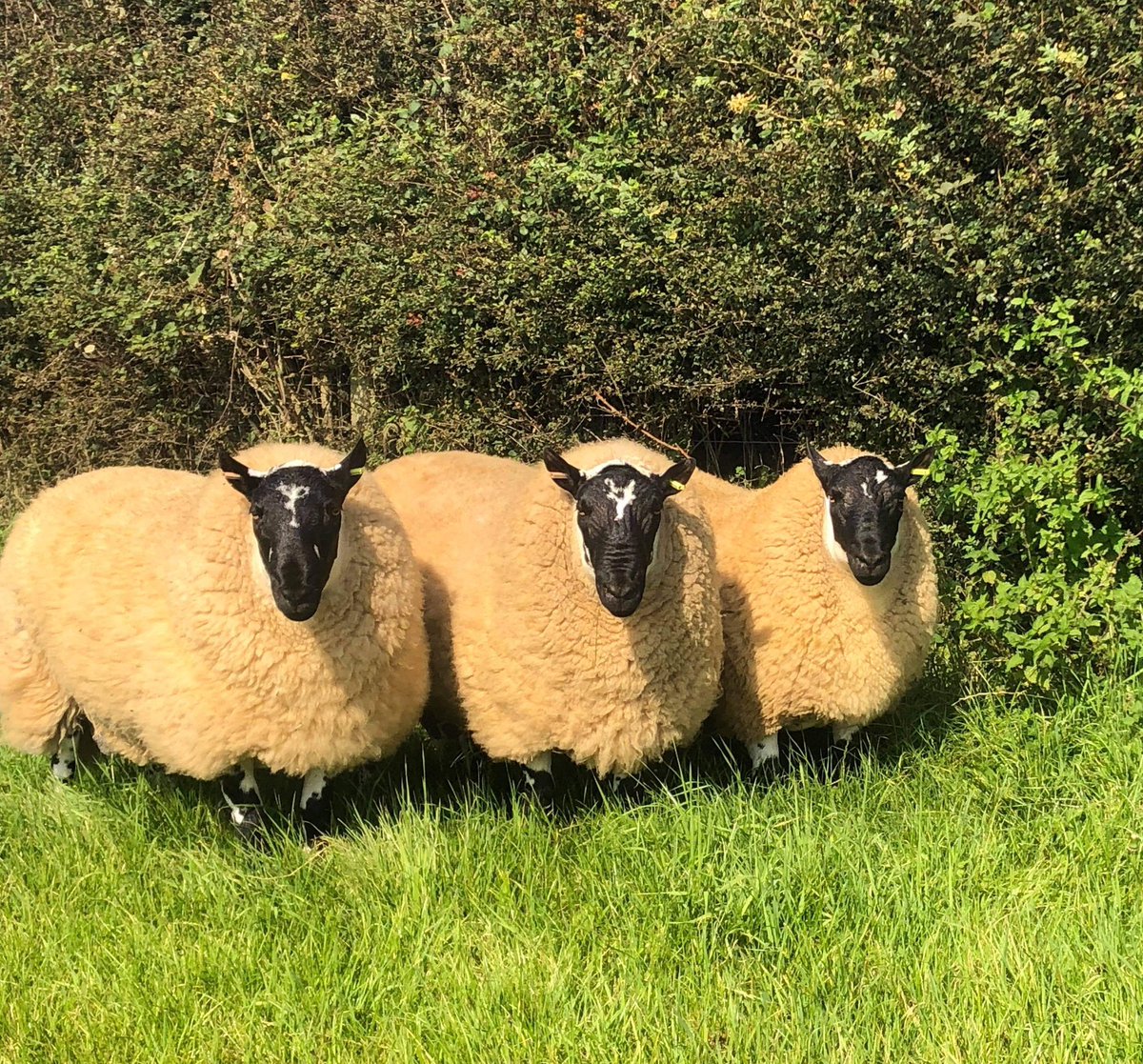 Good day at the mart today. Wishing the buyers all the best with these #beulahspeckledface