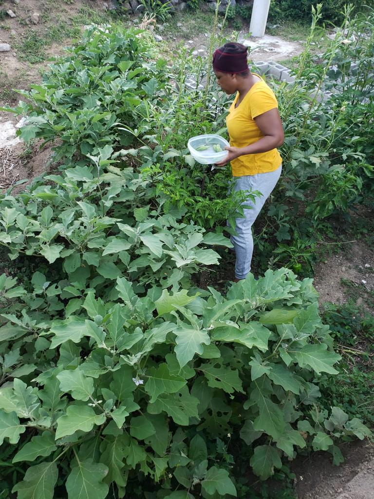 ilis_watts's tweet photo. #eatwhatyougrow
#foodsecurity
#zerohunger

Image: compliments S.D. https://t.co/3t33K0OQQE