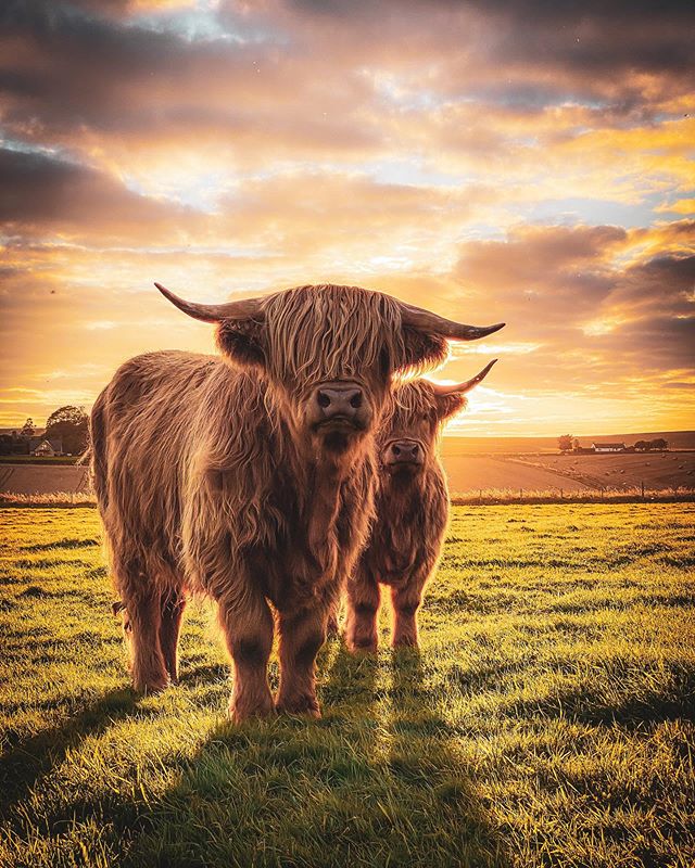 VisitScotland tweet media