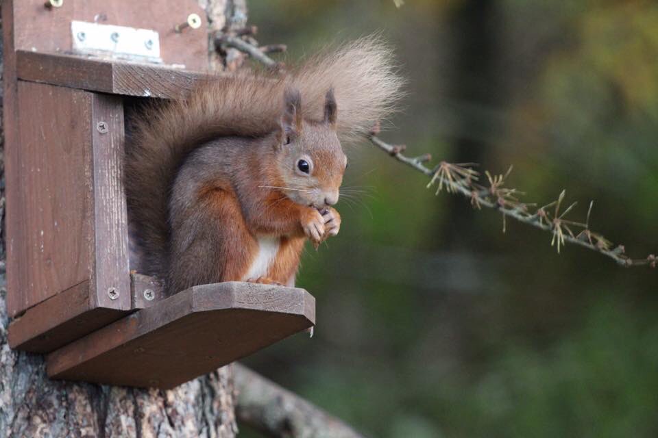 Day 2 #redsquirrelweek