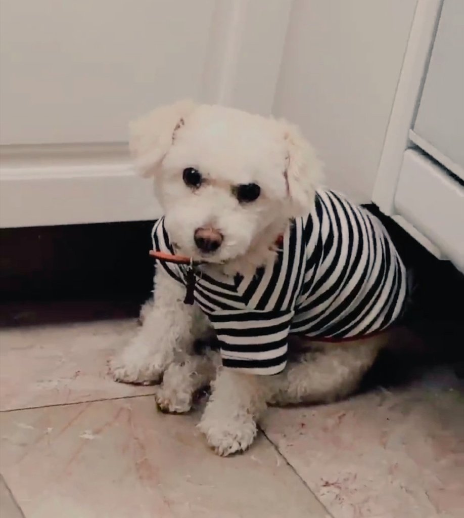 smile_jbg's tweet photo. Mood de Cane al ver que no es ella la de la foto>>>

Jejeje
#KCAMexico #JoaquinBondoni https://t.co/ii0wBpmkBq