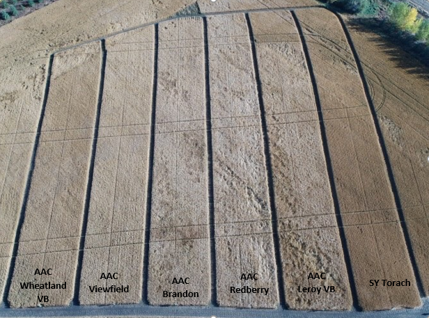 All the varieties have finished filling in and we're looking forward to harvesting our Wainwright #wheat plot. Stay tuned for the results #Abag