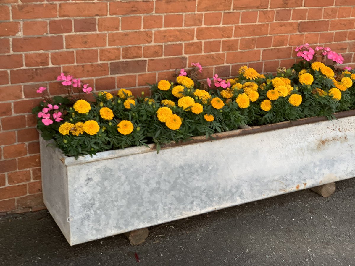 calverhall_in_bloom tweet media