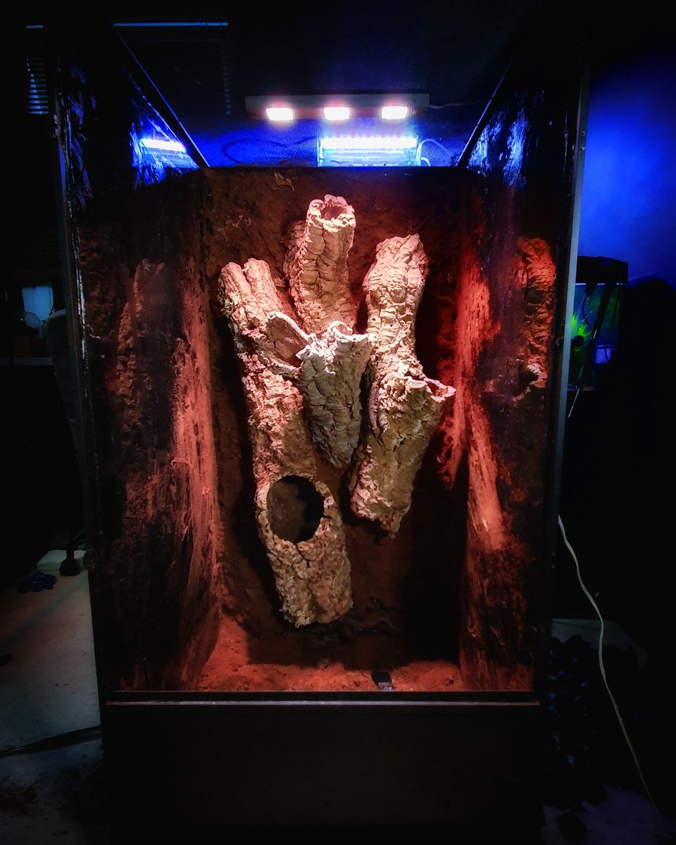 JonsRainforest's tweet photo. Got some more work done on Bert's enclosure tonight. Really happy with it so far. Check out the series so far by hitting the link. New video out tomorrow 😁
https://t.co/laXMkWGnGl https://t.co/bstdVk12cl