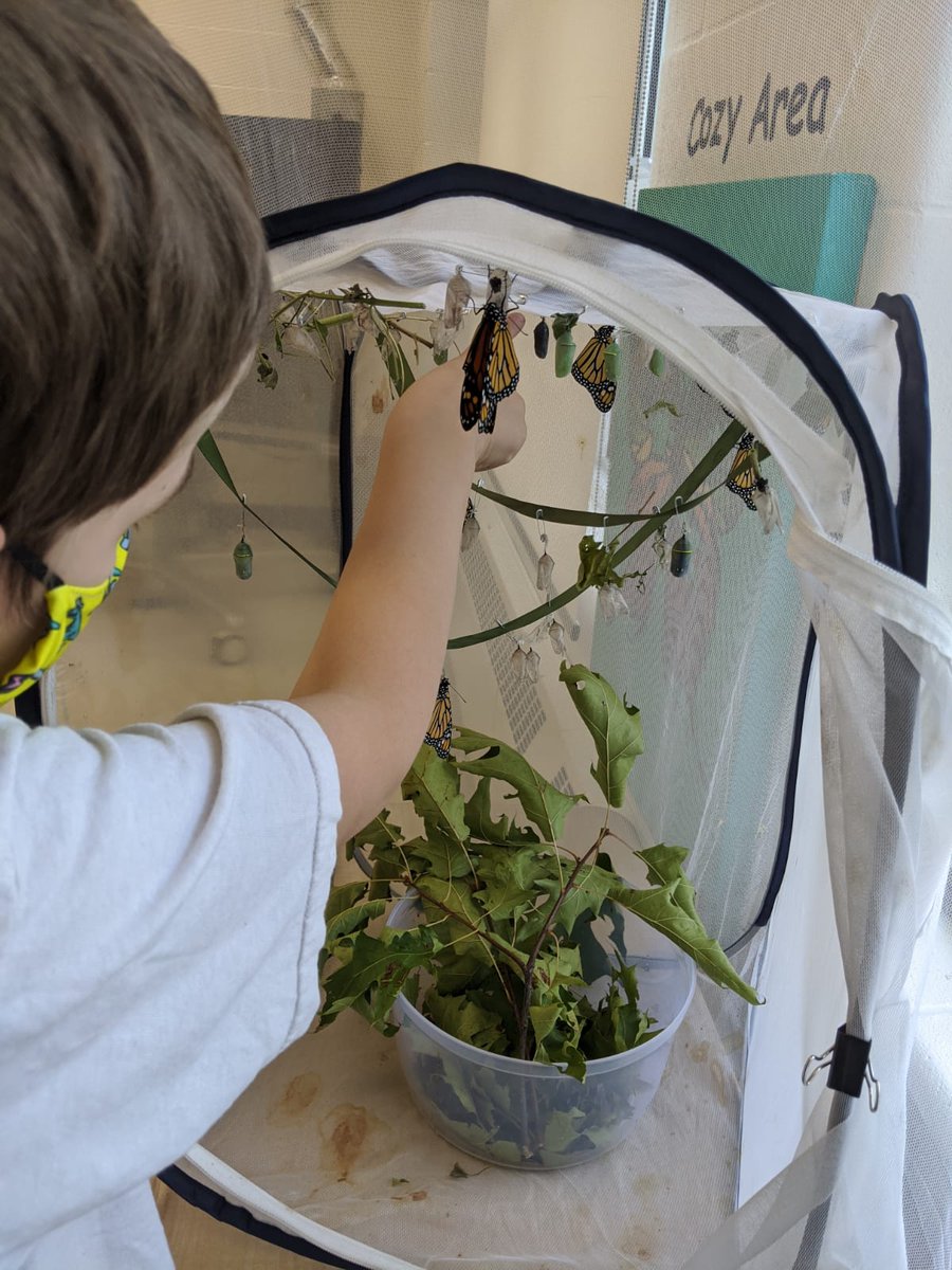 RISERoom110's tweet photo. Our classroom butterfly conservatory is up! It is SO amazing to learn about them and spend some close-up time with these beautiful creatures. Looking forward to participating in the symbolic migration with @journeynorthorg .

 @JamesGrievePS @PeelSchools 
#Monarchs https://t.co/DngqfOH08a