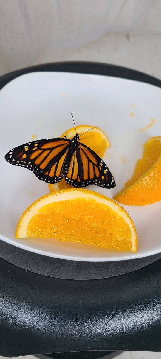 RISERoom110's tweet photo. Our classroom butterfly conservatory is up! It is SO amazing to learn about them and spend some close-up time with these beautiful creatures. Looking forward to participating in the symbolic migration with @journeynorthorg .

 @JamesGrievePS @PeelSchools 
#Monarchs https://t.co/DngqfOH08a