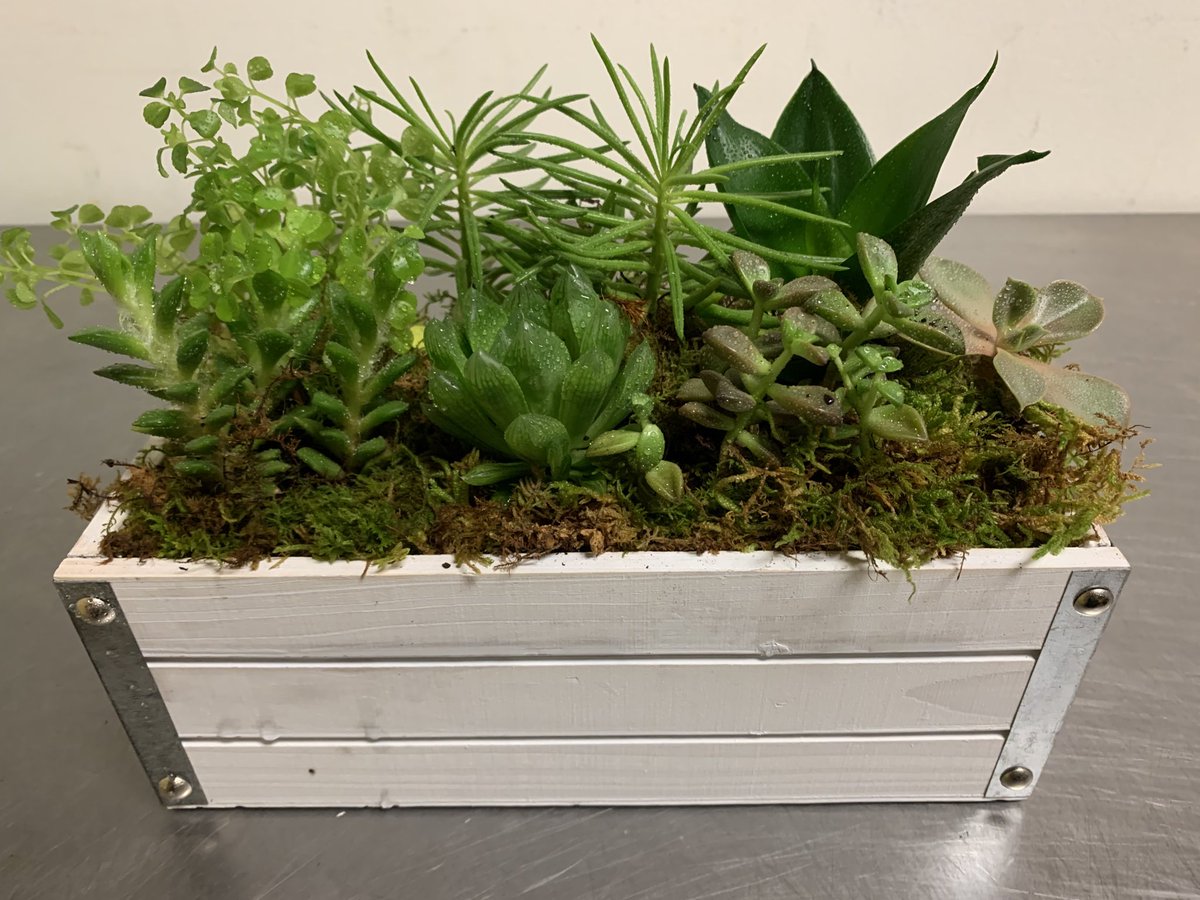 flowerkingdom's tweet photo. Creating succulent gardens for clients https://t.co/Et5HtEC5Mj