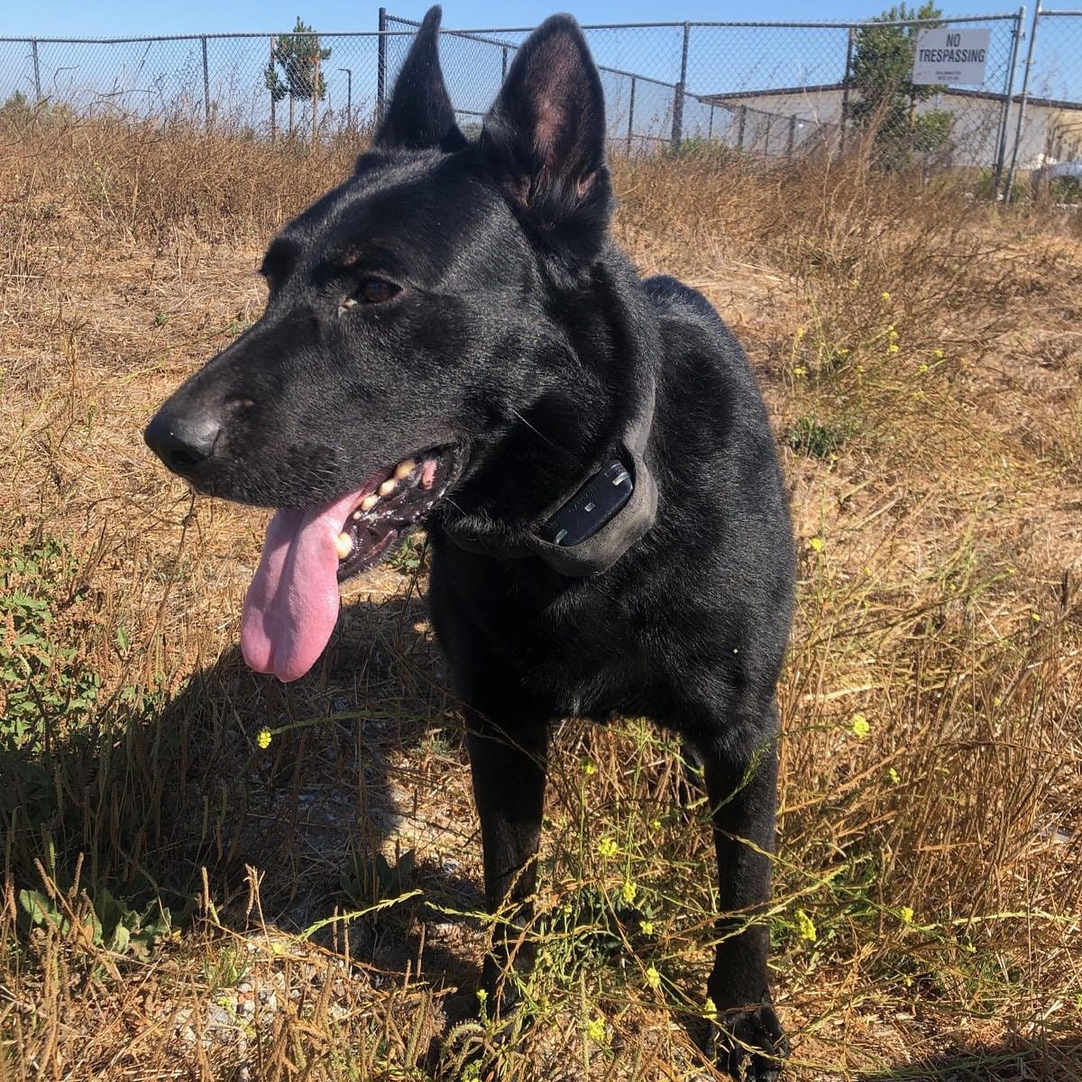 COVID doesn't scare our brave <a href="/salinaspd/">Salinas Police Dept.</a> K9's.
Avi and his handler are out and about to ensure your safety. Waive to them as you see them drive by.