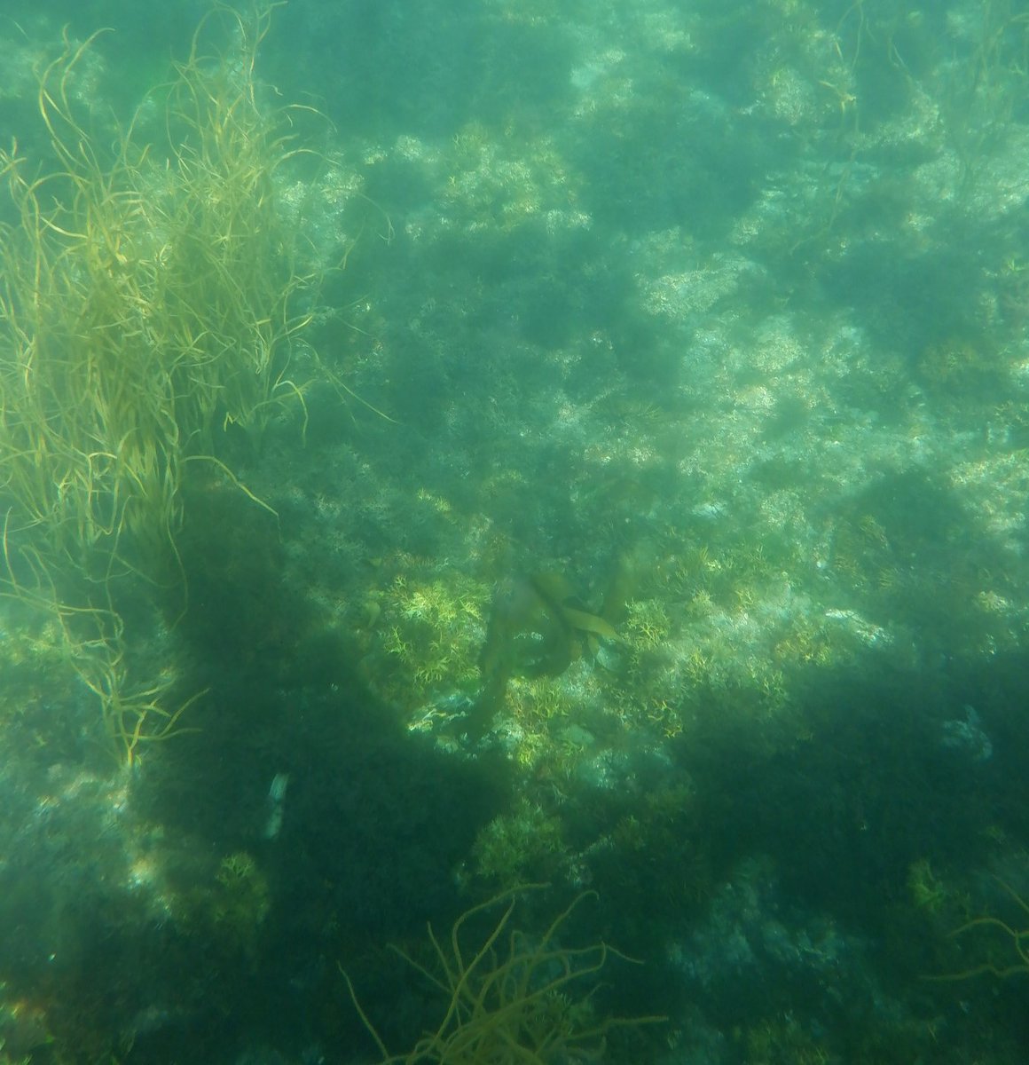 SUPinaBagUK's tweet photo. In the clearest of waters some 4.5m under without a snorkel we spotted an in situ #nursehoundshark #MermaidsPurse #GreatEggCaseHunt and a contender for the mother? Spot the #Starfish #excited #EcoSUP #SUP #Paddleboarding #SUPSafari #Mevagissey @SharkTrustUK @CwallWildlife https://t.co/1IIRwWt35K