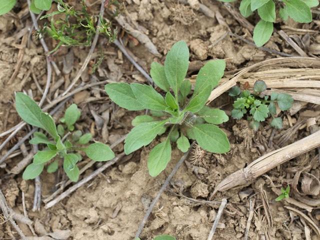 Good perspective from Dr. Loux on why fall herbicide treatments are still important. 
A MUST READ.

agcrops.osu.edu/newsletter/cor…
