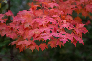 MiStateParks's tweet photo. In #MiDNR News this week: Michigan's fall color show, National Public Lands Day and Network to Freedom historian spotlight
https://t.co/d1DAyaYEbG
#ExploreOutdoors #OptOutside #PureMichigan #MakingMemoriesInMichigan #FindYourWild #MiStateParks #StateParks #Parks https://t.co/YwOniRyJBC