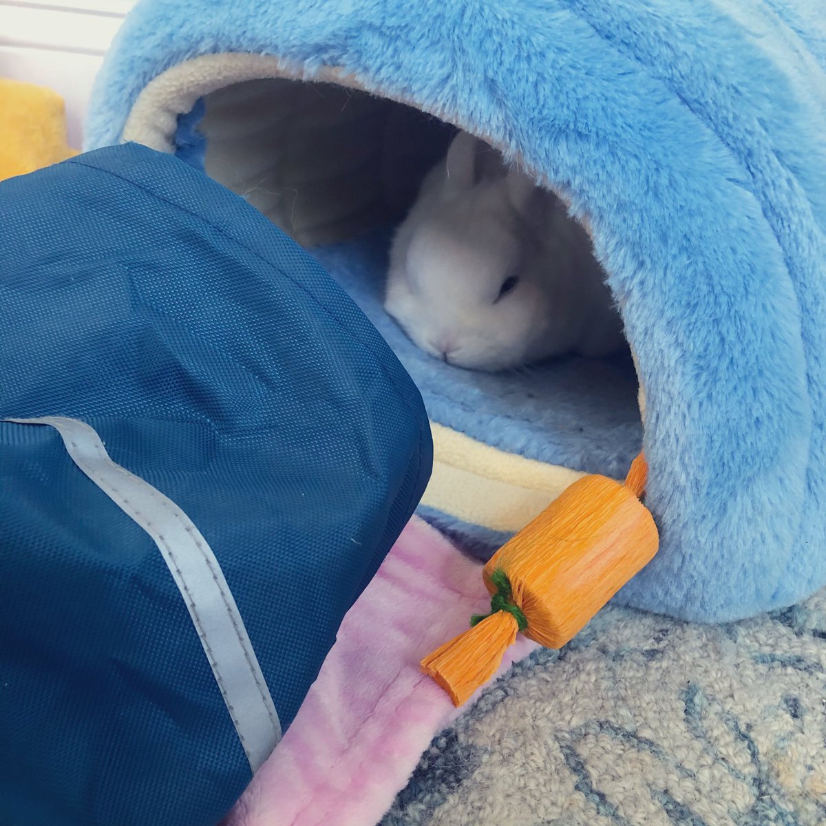 MagicZeBunny's tweet photo. Everything is fine. Today is going great. No need to check on me, Hoom. No, no. Leave dat there. #AllMesToys #CuddleIn #SchoolsInSession ๐ https://t.co/nrKYHdo17s