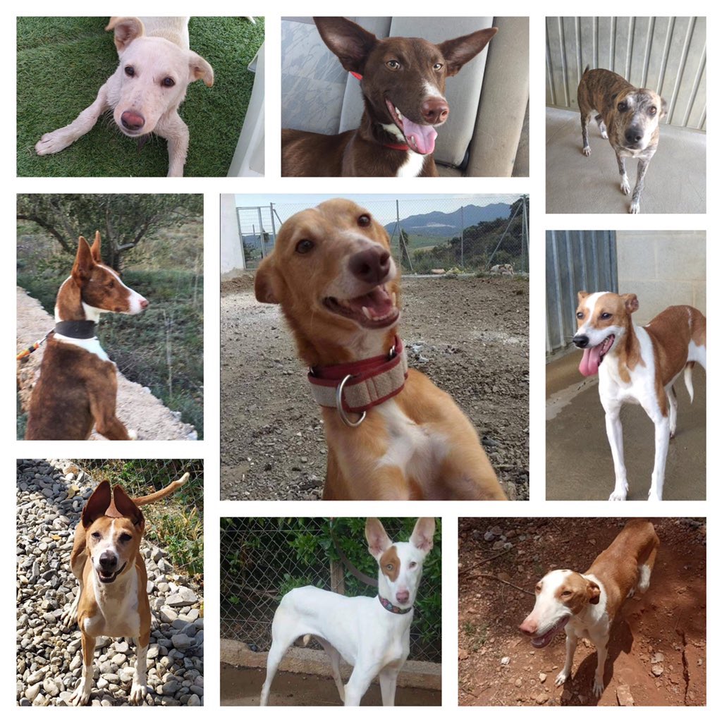 Thank you so much to everyone who supported #PINS this year through <a href="/thekiltwalk/">Kiltwalk</a> &amp; their fundraising strategy this year! Together supporters raised over £21,000  towards helping #rescue &amp; #rehome dogs. Photos of the 21 #rescuedogs Kiltwalk will rehome before end of next month