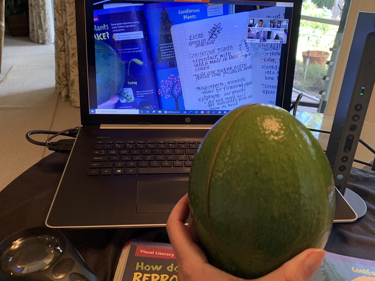 LoerzelA's tweet photo. 🌲🌿Plant Classification Goes Virtual @eCollierAcademy 
🌱Students Engaged   
🌼Scientific Vocabulary
Epiphytes-Angiosperms-Coniferous- Characteristics
🥑Sharing backyard favorites 🥥Homework-go discover!🥭
@collierschools #ccpsproud @CCPSEdChannel https://t.co/Ul6qoSkJru