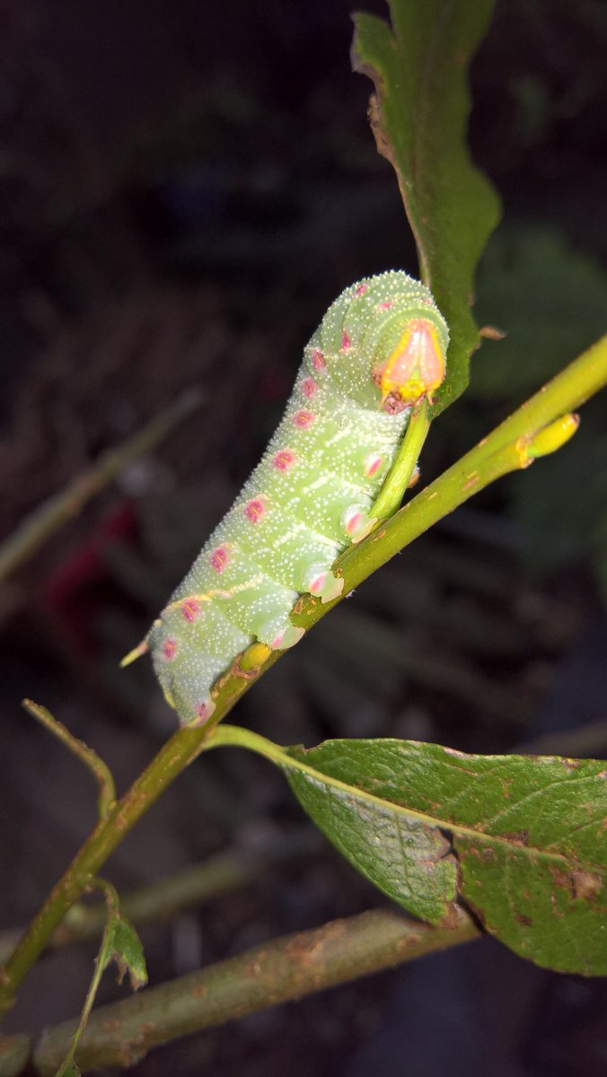 themacs6's tweet image. #caterpillar #helpmeidentify #tenleggedfriend #moth #butterfly #bug #greenwithpinkspots 
Do You Know someone who would know what this is? 
Please I need help, saved it, now need to feed it but can not find what it is...