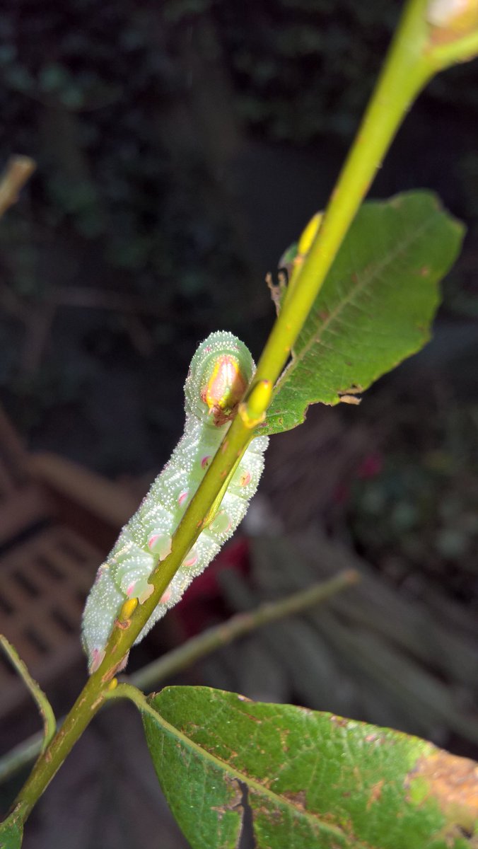 themacs6's tweet image. #caterpillar #helpmeidentify #tenleggedfriend #moth #butterfly #bug #greenwithpinkspots 
Do You Know someone who would know what this is? 
Please I need help, saved it, now need to feed it but can not find what it is...