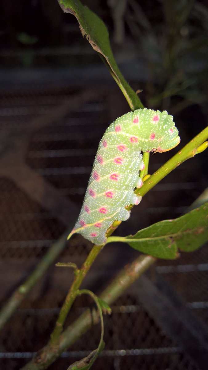 themacs6's tweet image. #caterpillar #helpmeidentify #tenleggedfriend #moth #butterfly #bug #greenwithpinkspots 
Do You Know someone who would know what this is? 
Please I need help, saved it, now need to feed it but can not find what it is...
