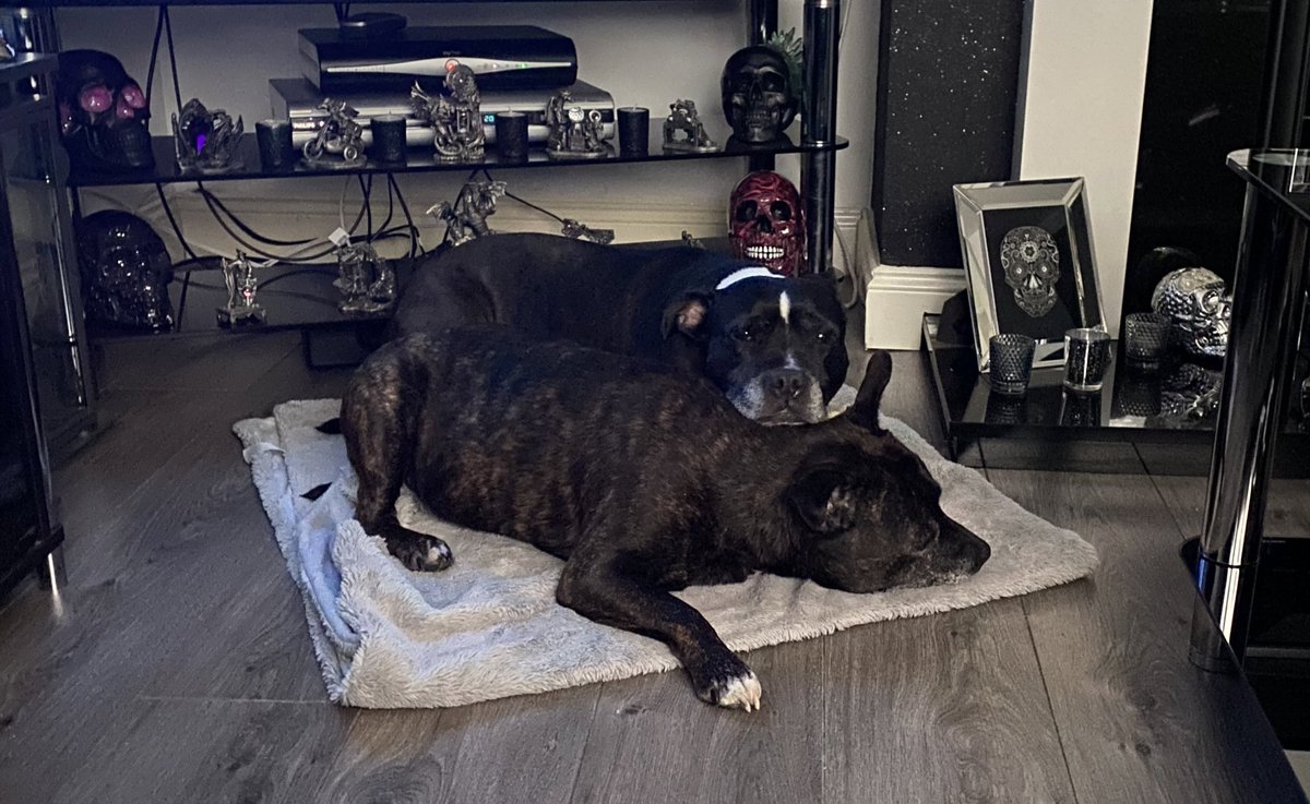 WeeYin_76's tweet photo. Took my frustrations out on my tree, went a bit too far😳dislike selfish people, dislike those who said they loved me but now ignore me, dislike those who give me the cold shoulder! #TakingBackMyLife #FeelBetter #PoorTree #LivingInHope #TrueLove #Staffies https://t.co/oxB7BuvVZO