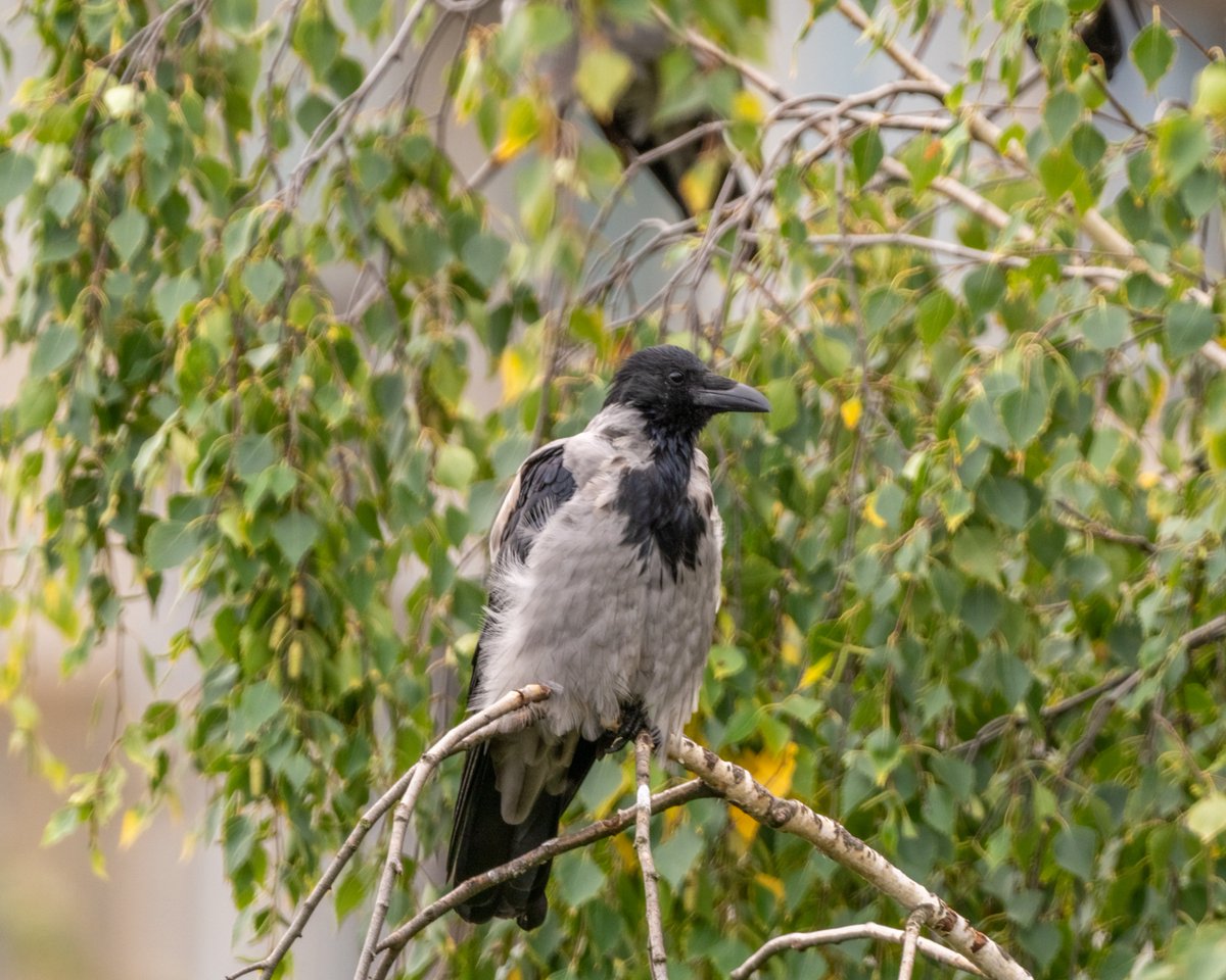 Reflectitur Photons Corvus Cornix ズキンガラス Seraya Vorona Hooded Crow ズキンガラス Corvus Cornix Hooded Crow Birds Crow Inaturalist Nature Reflectitur Photons T Co Vtgsfrh7tg