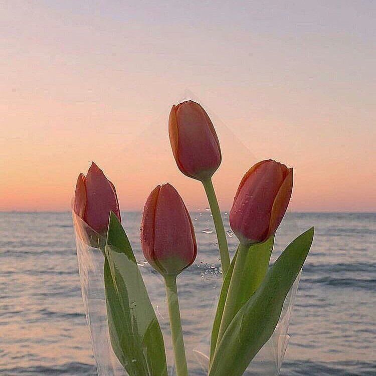 🌷