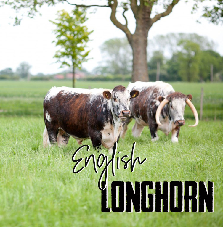 gruttouk's tweet image. At Grutto we specialise in heritage breeds.  Only a few meat-boxes left of deliciously marbled English Longhorn on our website - order yours now from grutto.com/uk/deluxe-box  ! 

#heritagebreeds #heritagebreed #englishlonghorn #longhornbeef #noblemeat #britishbeef