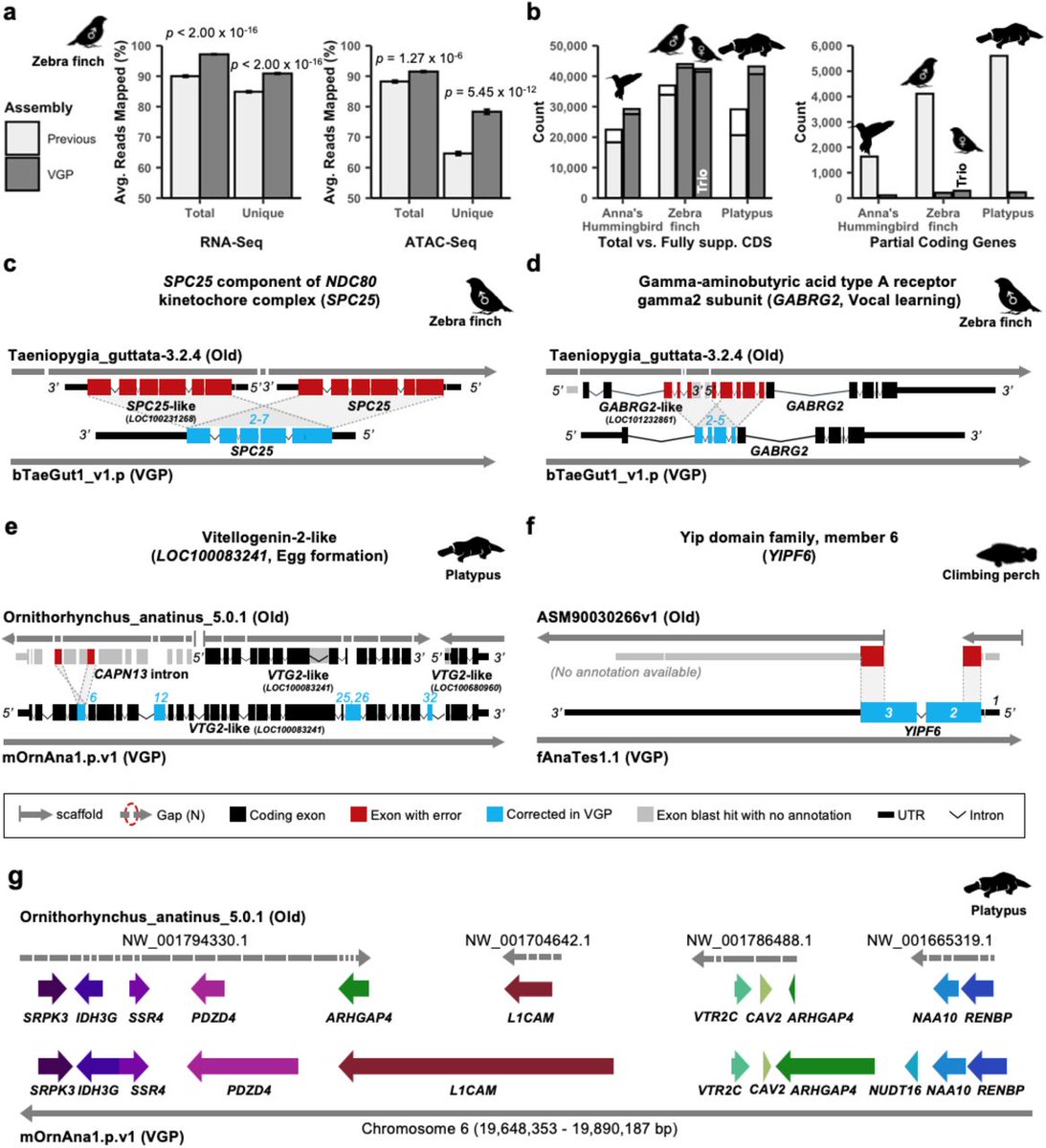 Major summary on the progress from the <a href="/Genome10K/">Genome 10K</a> consortium now out on <a href="/biorxivpreprint/">bioRxiv</a> 

'Towards complete and error-free genome assemblies of all vertebrate species'
biorxiv.org/content/10.110… #genomics