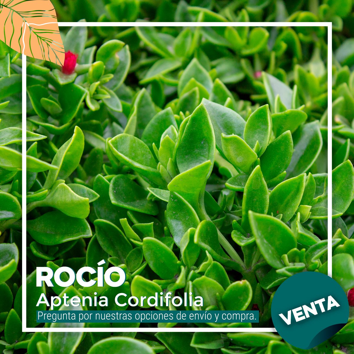 YaaxGroup's tweet photo. Rocío.
Aptenia Cordifolia

Puedes contactarnos a los correos:
contacto@yaax.com.mx
jcfonseca@yaax.com.mx

Ó llamarnos al: 55-7822 8145
*¡Todas las plantas son cultivadas en nuestra chinampa en Xochimilco!
**Venta a partir de 500 especímenes. https://t.co/LxtSPArkZW