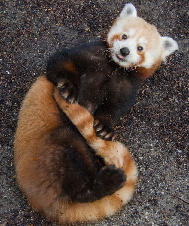 tendou as red pandas         a thread♡