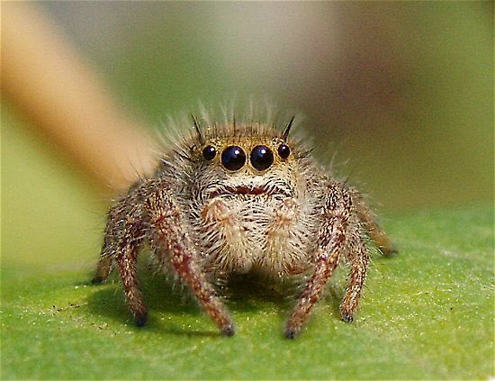 In honor of  @LostJavaCat here’s a cute spider thread