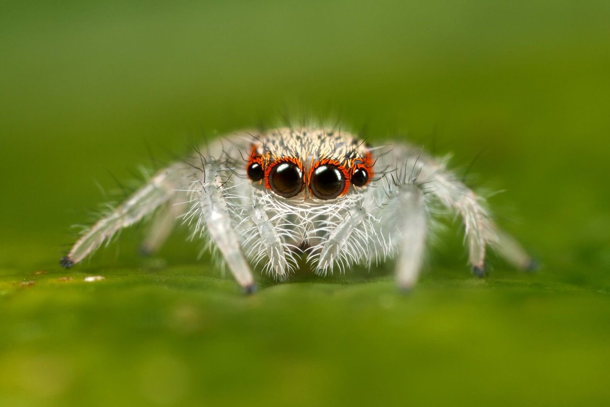 In honor of  @LostJavaCat here’s a cute spider thread