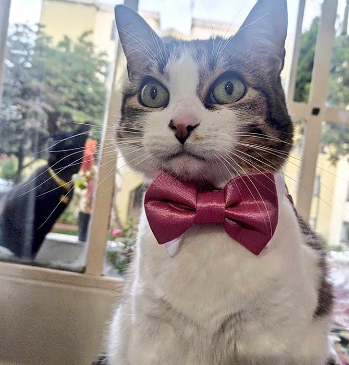 Gatos_y_Perros's tweet photo. https://t.co/QWox92kTp6