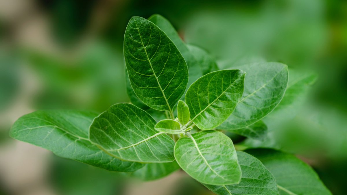 Herb Cheat Sheet:Rhodiola Rosea root = resistance to stressorsEleuthero root = boosts energy during stressful momentsSchisandra berry = Mental clarityLicorice Root = Stops cortisol breakdown when levels are lowAshwagandha root = Counters extreme stress damage on health