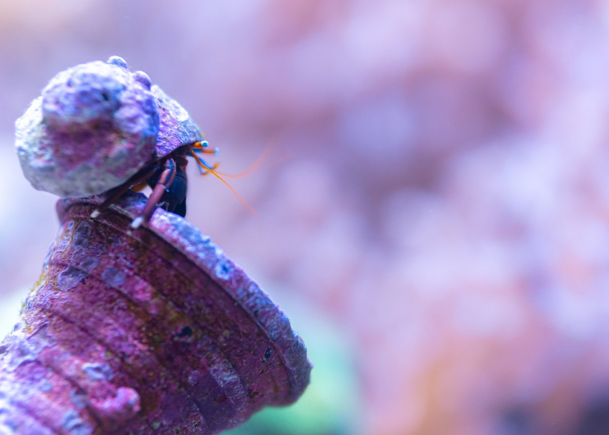 スベスベサンゴヤドカリ