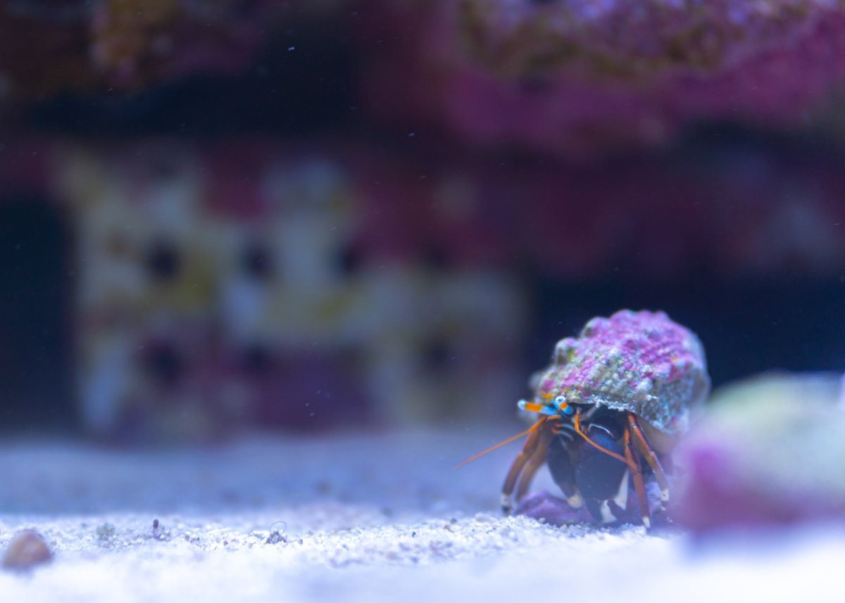 スベスベサンゴヤドカリ