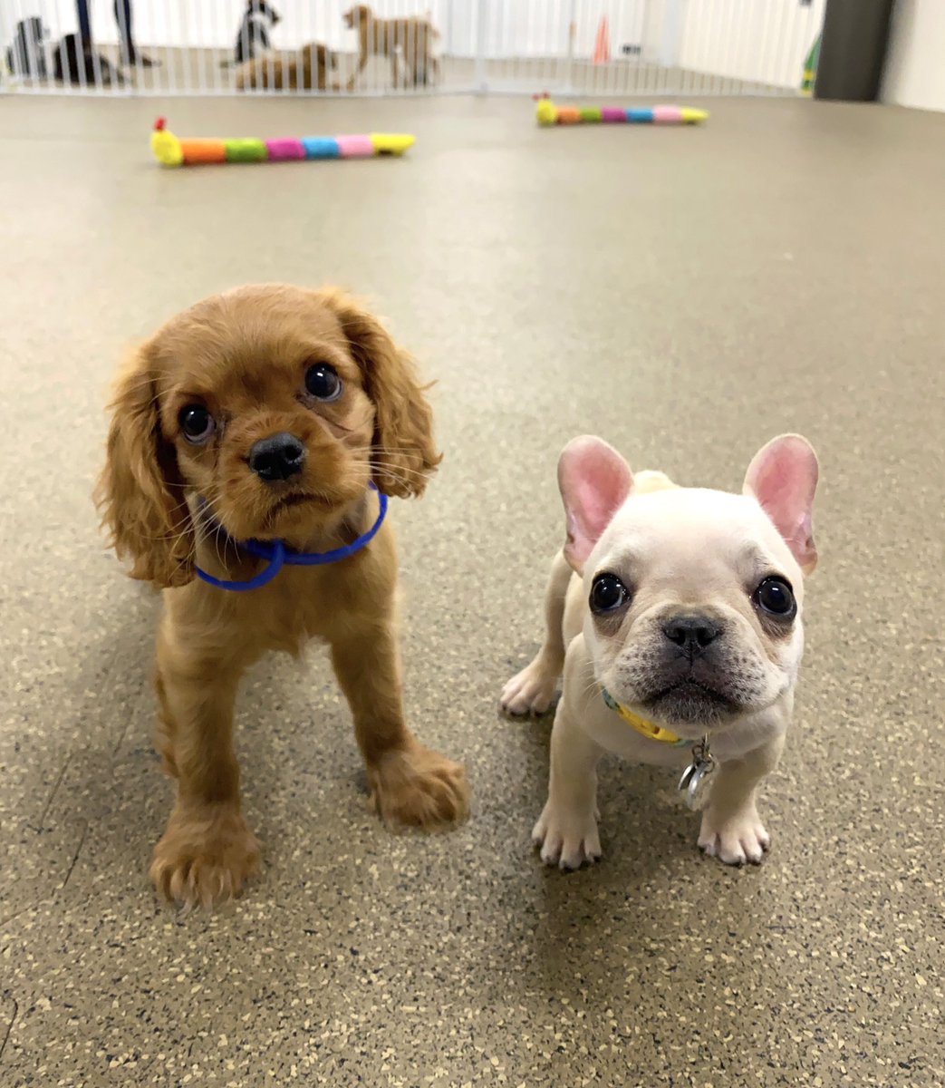 Andrea_Arden's tweet image. Because we could all do with some cute puppy pics right about now.