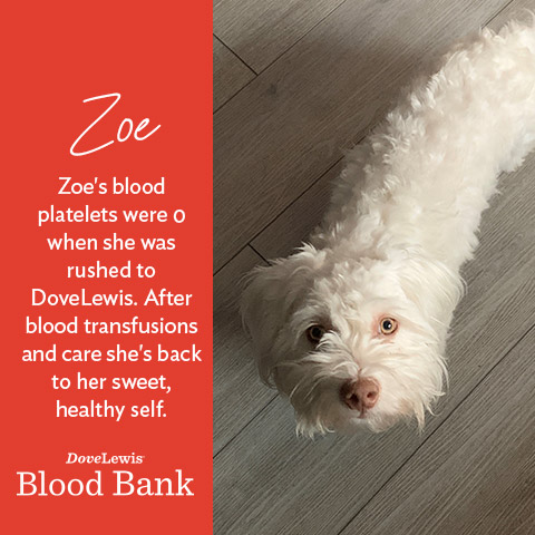 DoveLewis's tweet photo. When you enter or vote in the #PetsInQuarantine Photo Contest, you don't just cheer on cute pets, you help support an indispensable part of our hospital, our #BloodBank. Scroll through to read these patients' stories. Want to help? Vote here: https://t.co/wqwDDiTeqm https://t.co/FMkAUQP0Y9