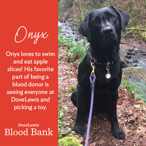 DoveLewis's tweet photo. When you enter or vote in the #PetsInQuarantine Photo Contest, you don't just cheer on cute pets, you help support an indispensable part of our hospital, our #BloodBank. Scroll through to read these patients' stories. Want to help? Vote here: https://t.co/wqwDDiTeqm https://t.co/FMkAUQP0Y9