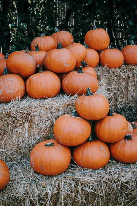 Missguided's tweet photo. October is round the corner, who's ready for cosy season?  🎃🌳✨ #missguided https://t.co/YZptjWm7Qj
