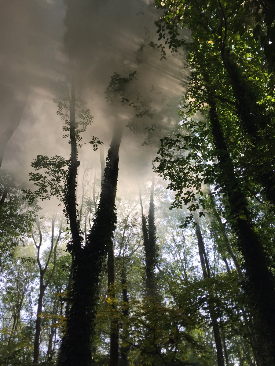 Smoke from the charcoal kiln drifting through ash in the community woodland - a form of quiet beauty.