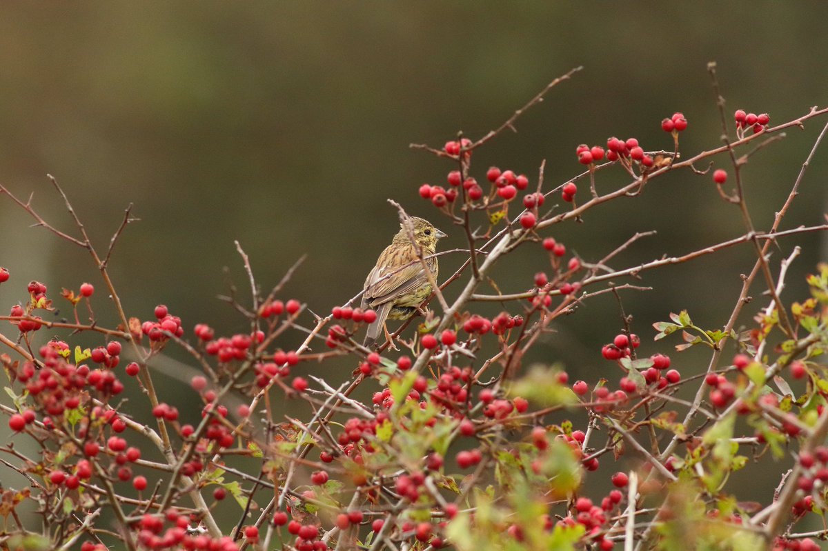 dwarren600's tweet photo. My first Cirl Bunting and another off the list for 2020. #rspb #rspblabradorbay #RSPBScience #cirlbunting #Devon #devonwildlife #happytuesday #wildlife #NaturePhotography #wildlifephotography @RSPBbirders @Natures_Voice @rspblabradorbay @BBCSpringwatch https://t.co/q4RtNaGgk2