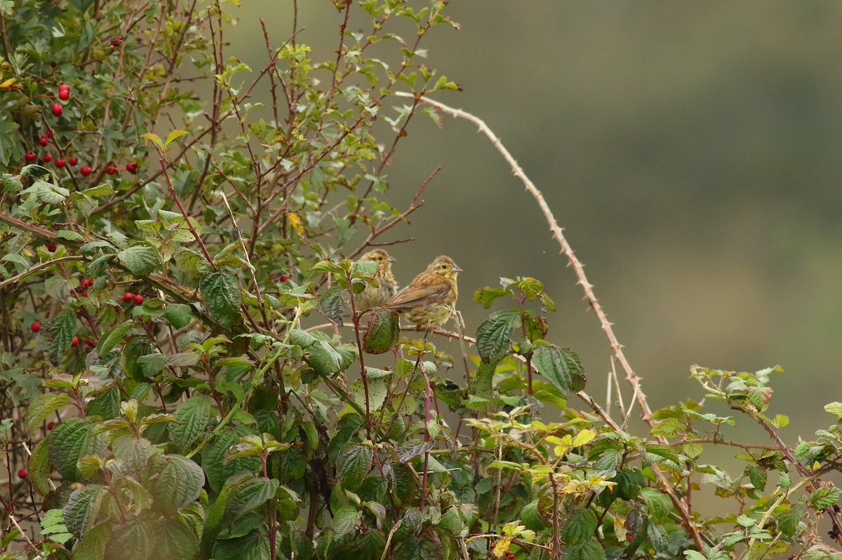 dwarren600's tweet photo. My first Cirl Bunting and another off the list for 2020. #rspb #rspblabradorbay #RSPBScience #cirlbunting #Devon #devonwildlife #happytuesday #wildlife #NaturePhotography #wildlifephotography @RSPBbirders @Natures_Voice @rspblabradorbay @BBCSpringwatch https://t.co/q4RtNaGgk2