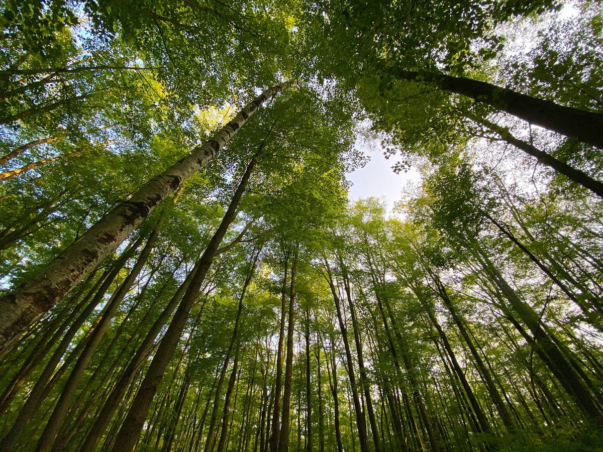 #NationalForestWeek 💚 100 anniversary! #loveanddedication