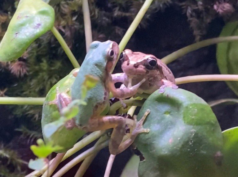 アマガエル