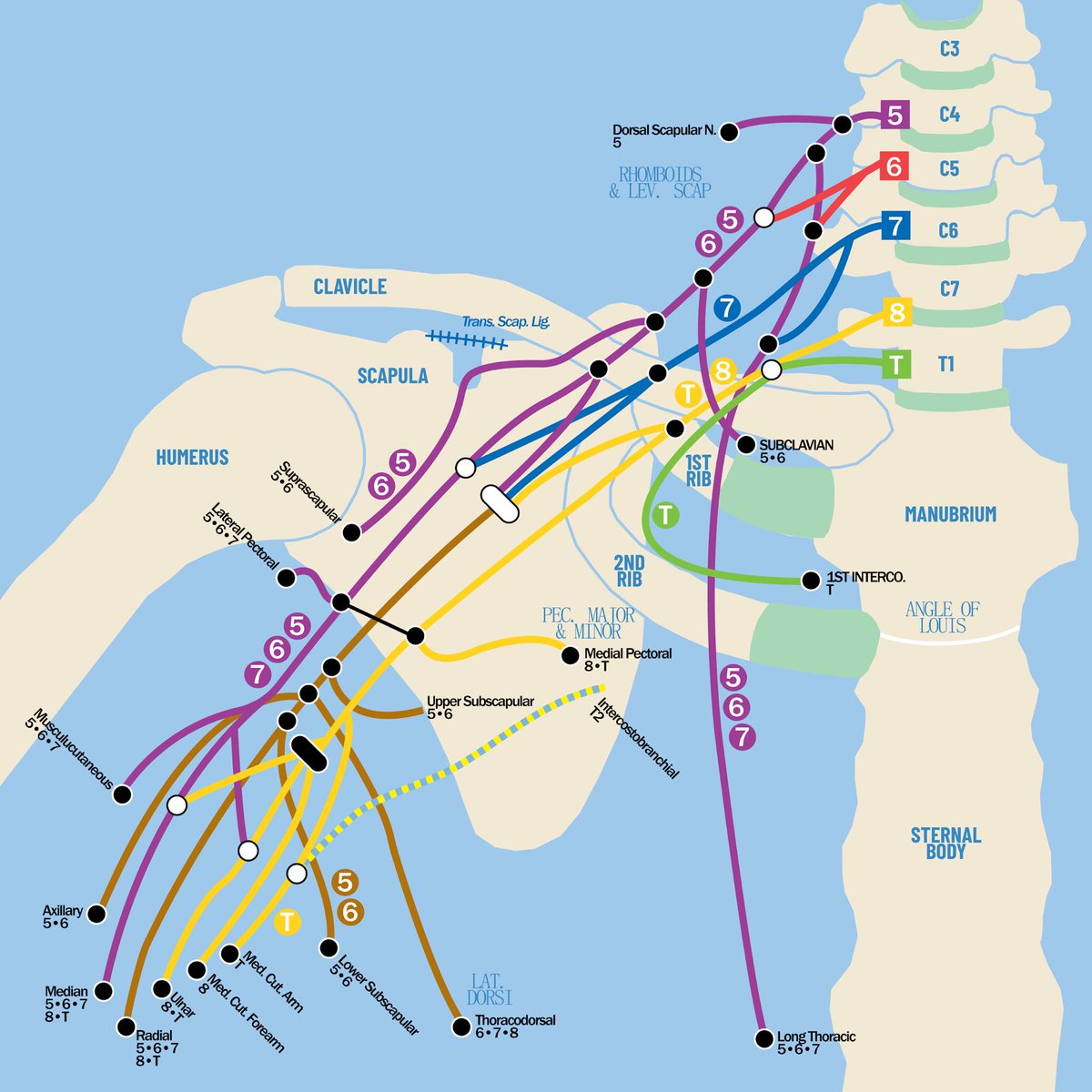 Brandon G. Smith, PhD tweet media